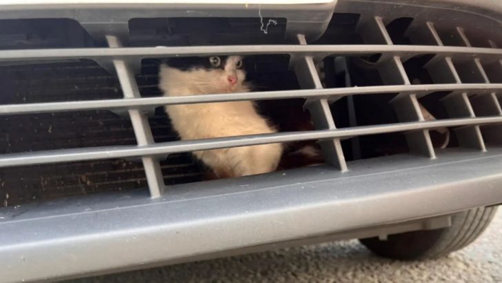 Kitten Miraculously Survives 500 Mile Journey Trapped Inside Taxi 